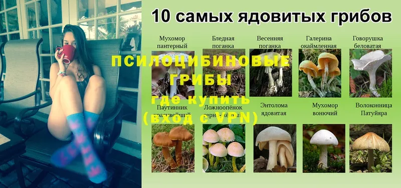 Галлюциногенные грибы Psilocybe  маркетплейс как зайти  Братск 